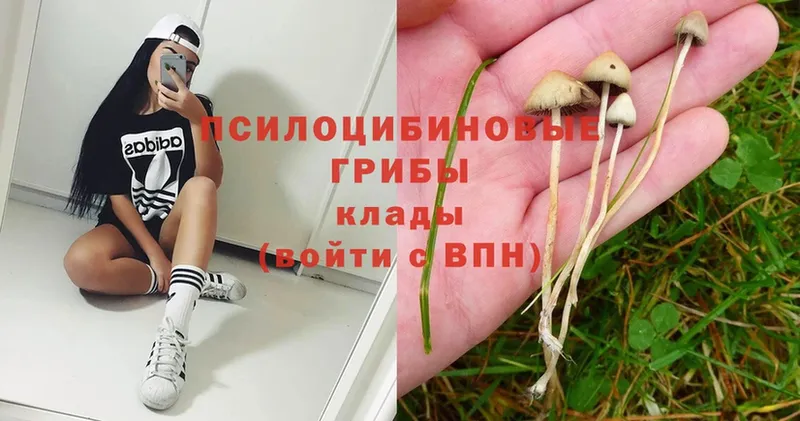 купить   Верхотурье  Галлюциногенные грибы MAGIC MUSHROOMS 